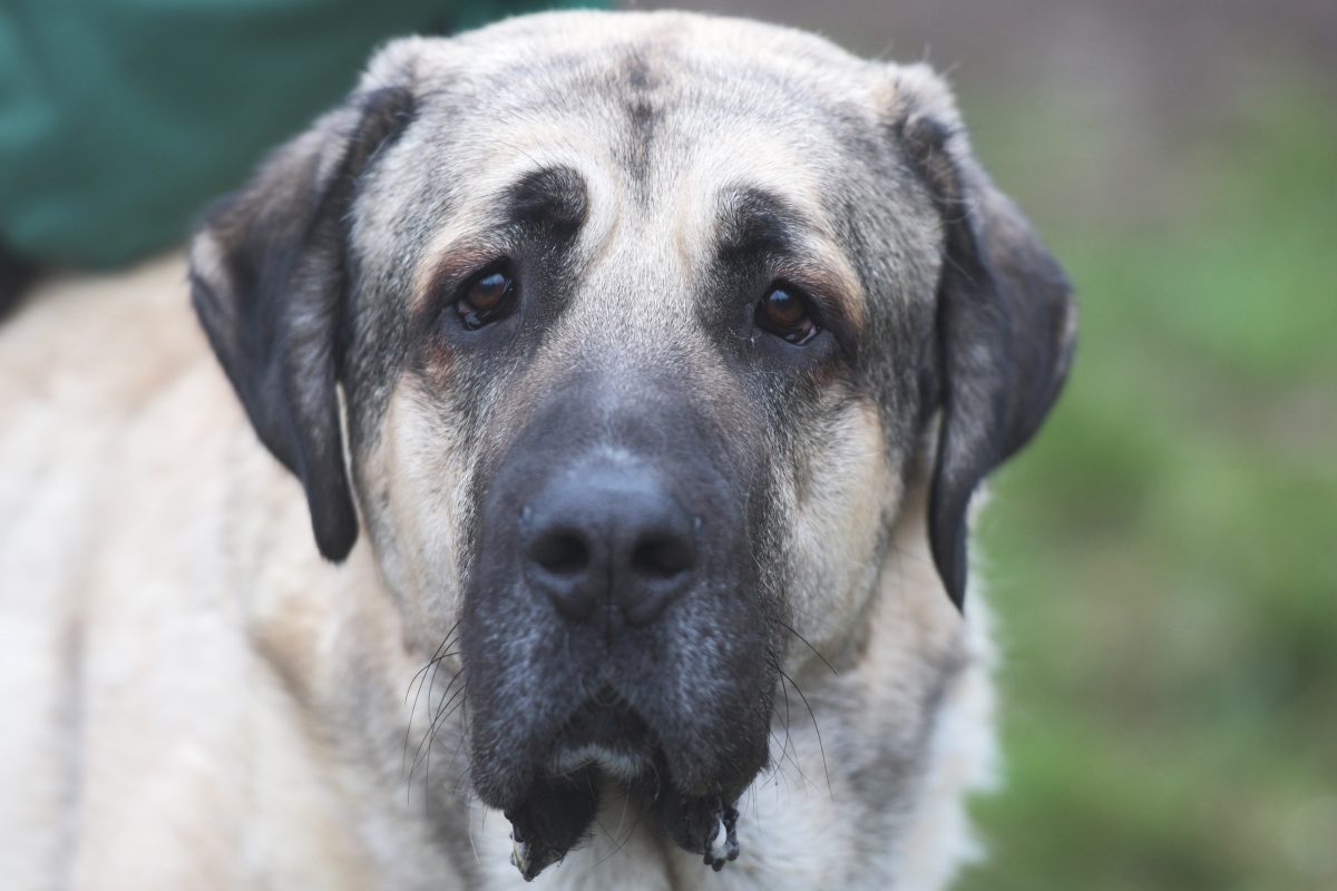 Hund aus dem Tierheim Berlin