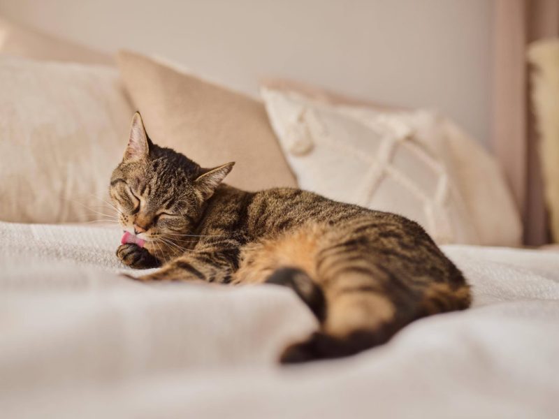 Fressnapf mit Sonderangebot: Dieses Produkt brauchen Katzenhalter gerade dringend