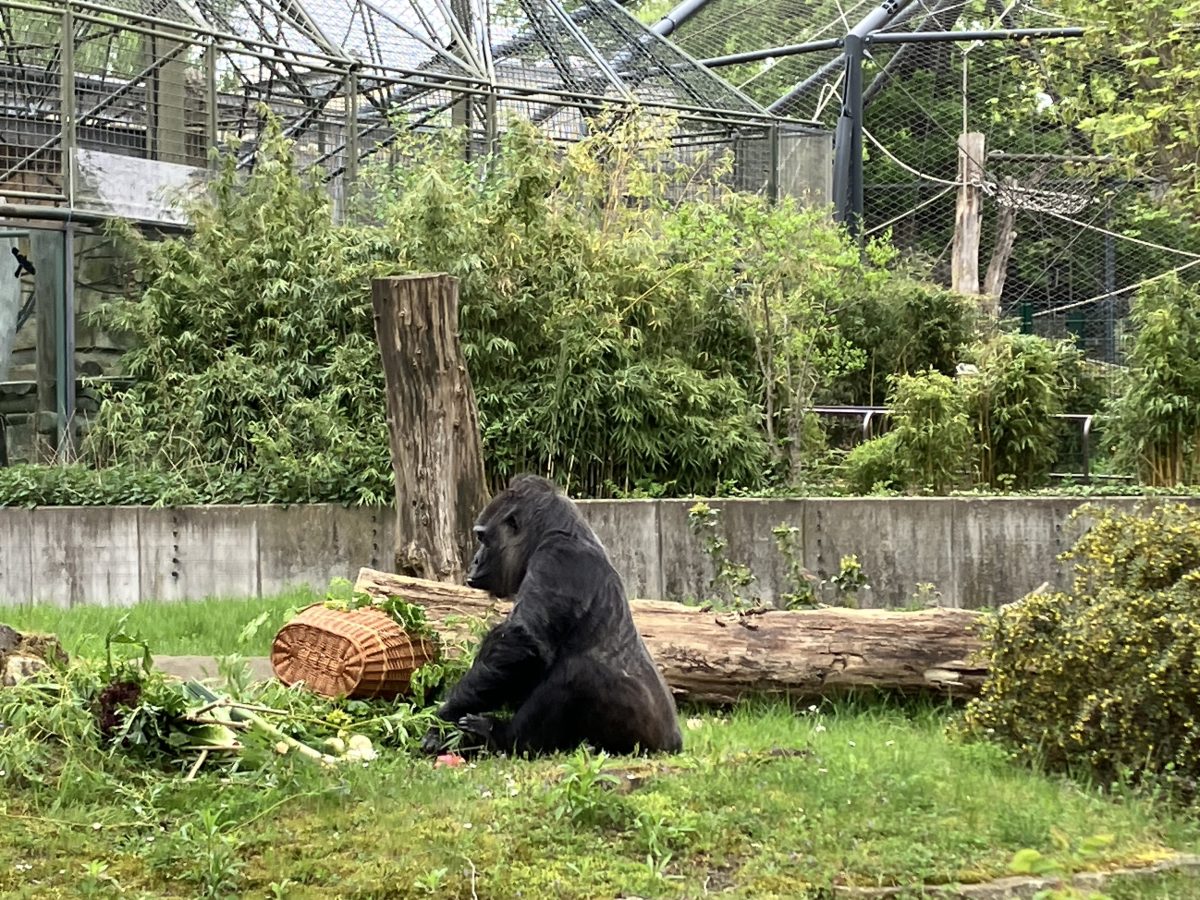 Zoo Berlin