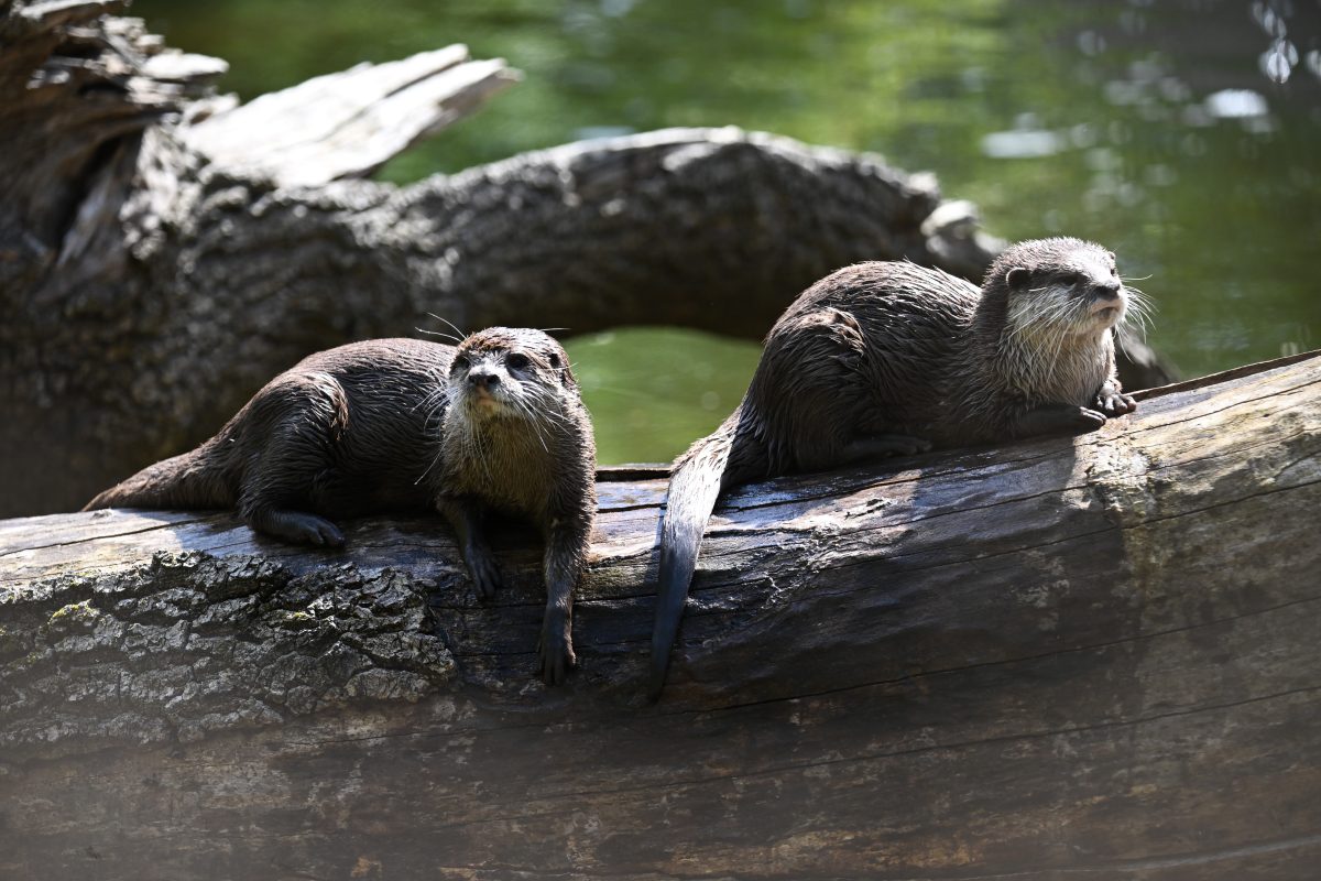 Zwei Zwergotter sitzen in einem Gehege im Tierpark Berlin und warten auf ihr Futter.