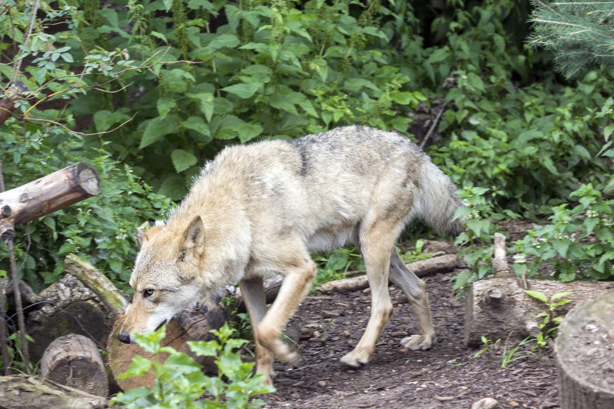 Zoo Berlin