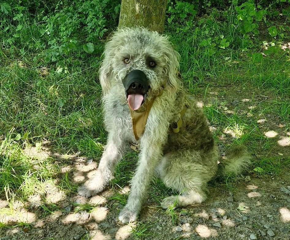 Hund in Berlin