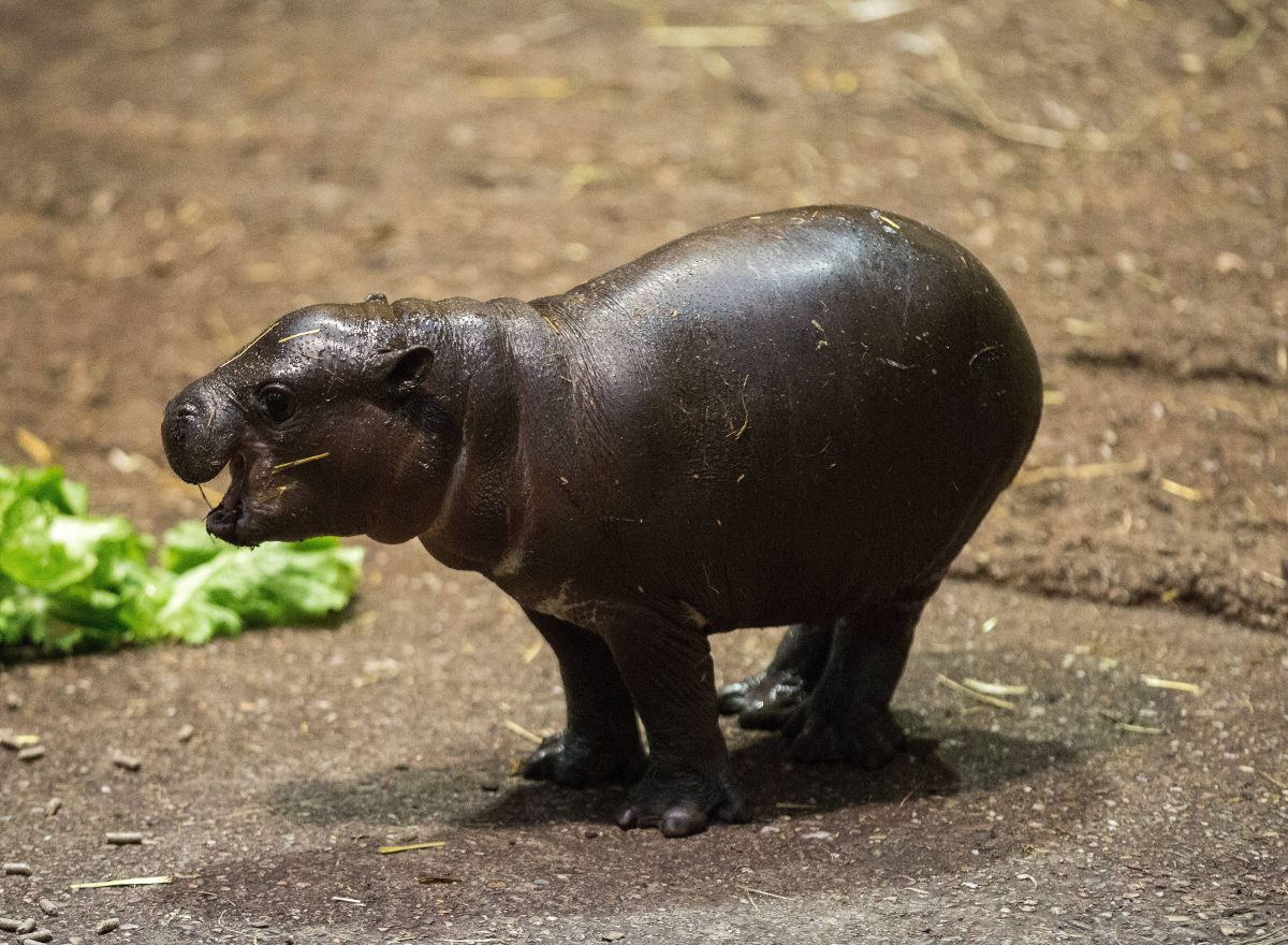 Zoo Berlin