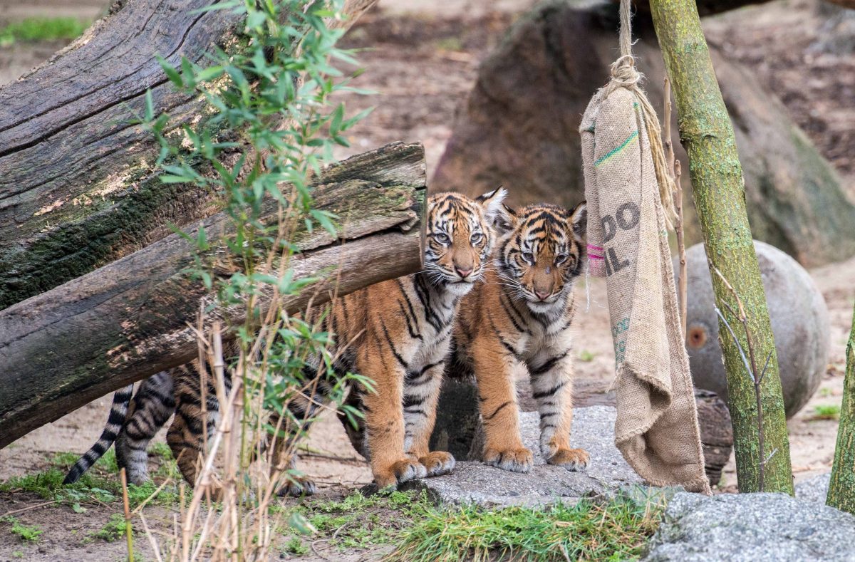 Auch der Zoo und Tierpark Berlin sind im EM-Fieber.