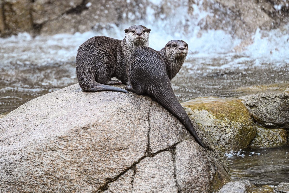 Zoo Berlin