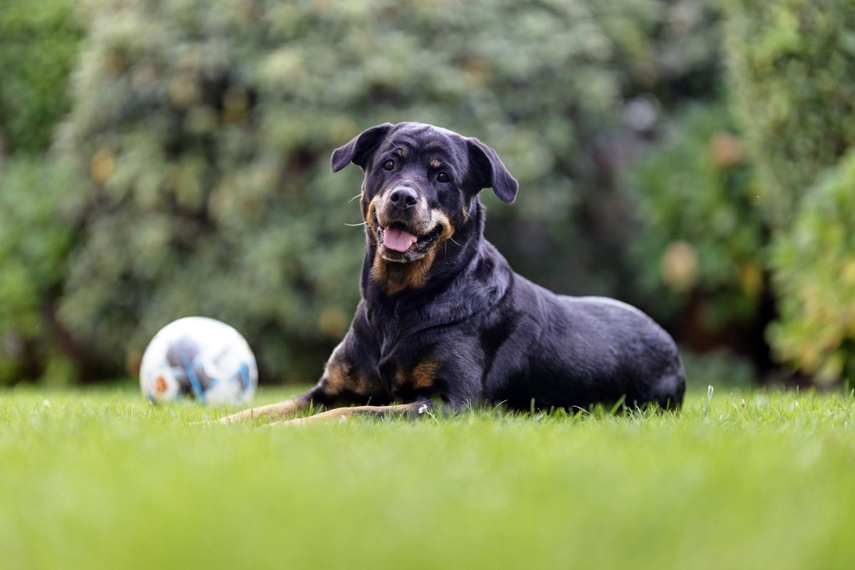 Hund in Berlin