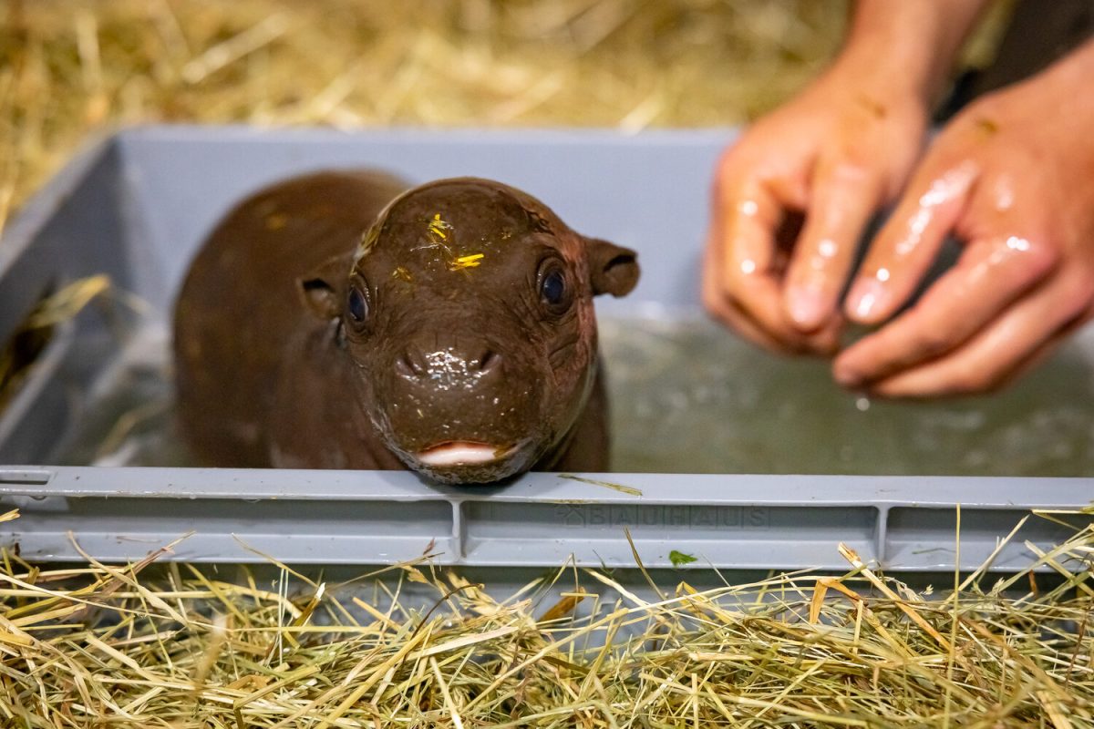 Zoo Berlin