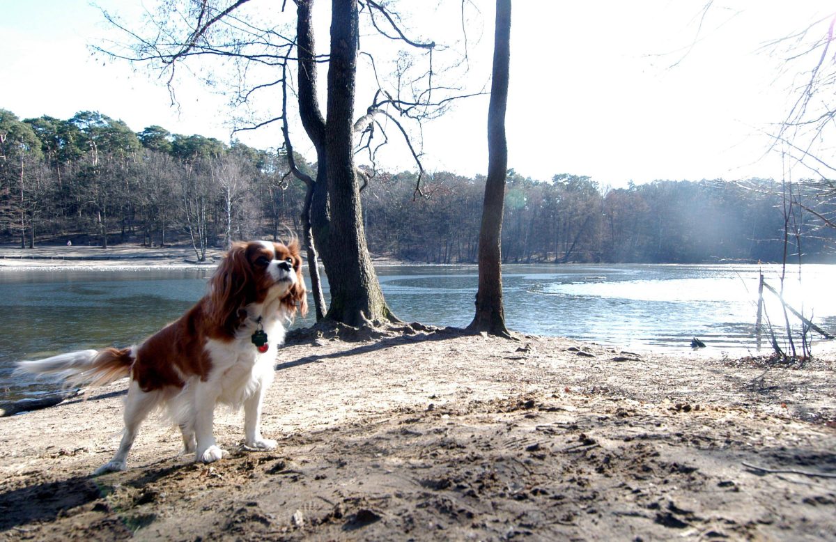 Hund in Berlin