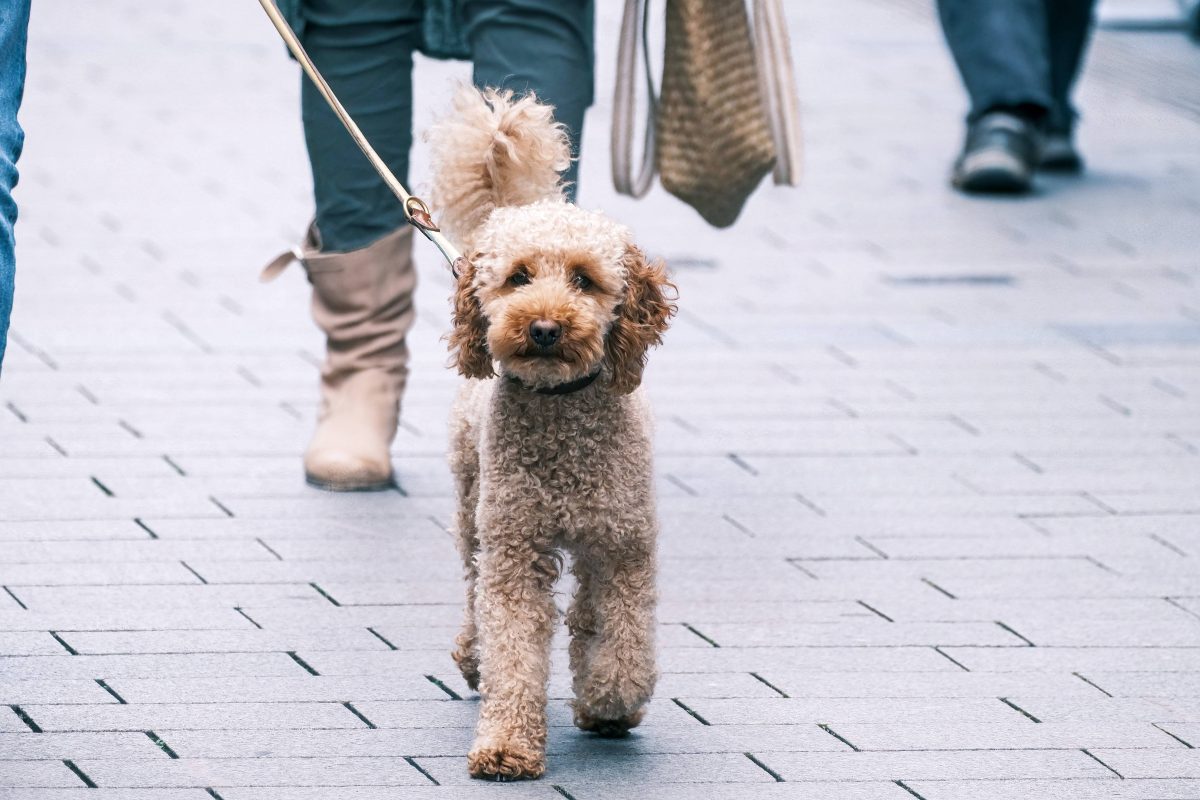 Hund in Berlin