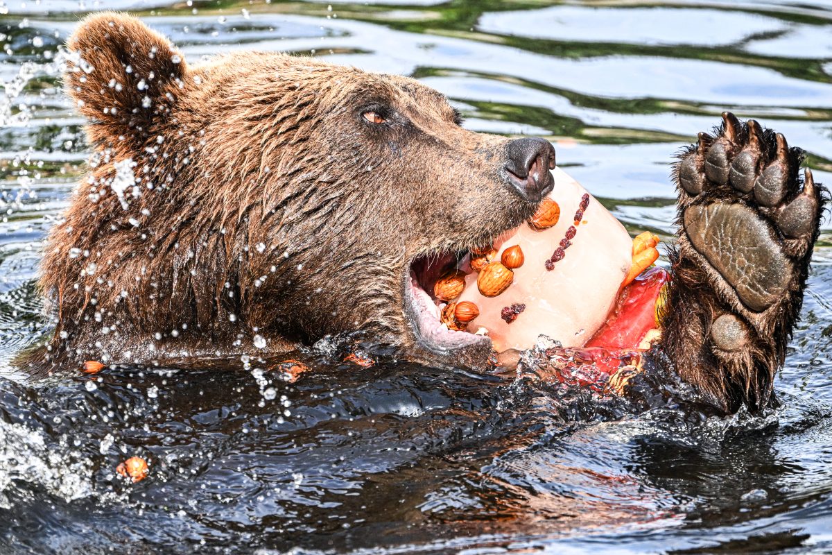 Zoo Berlin