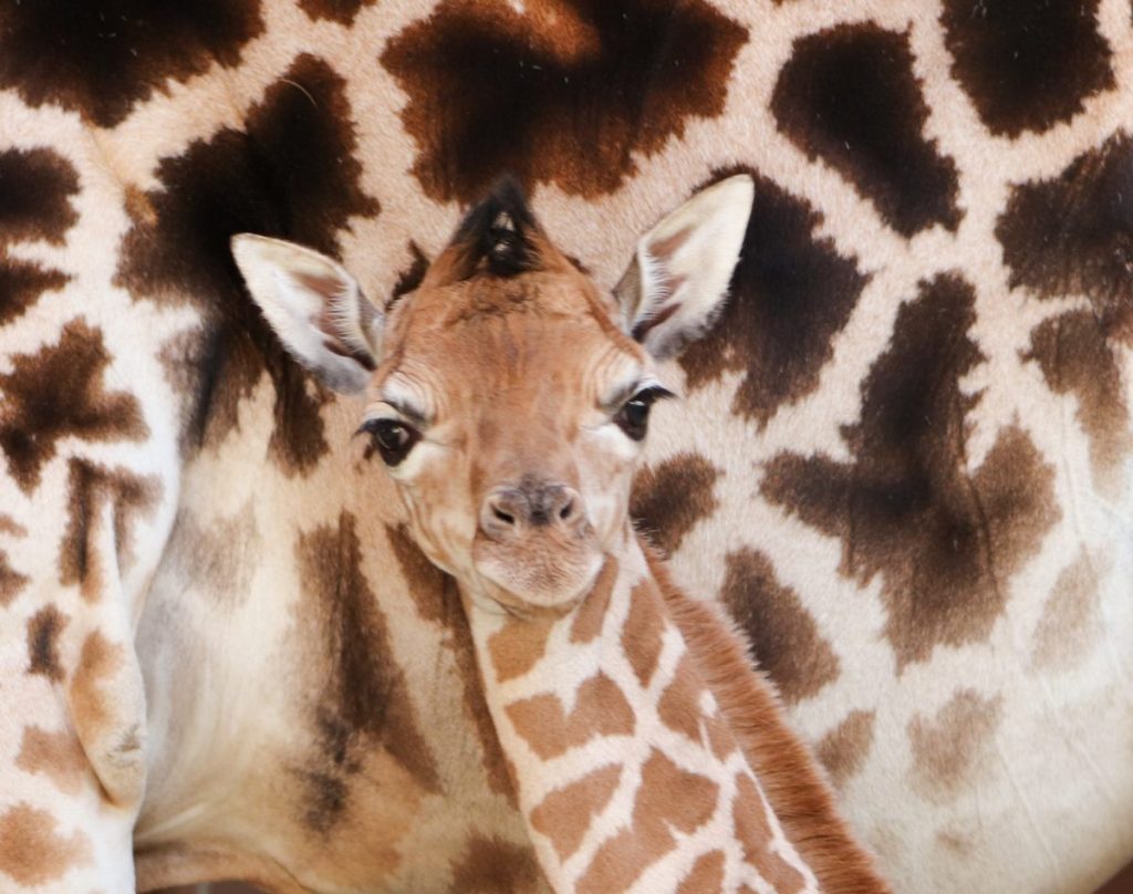 Tierpark Berlin