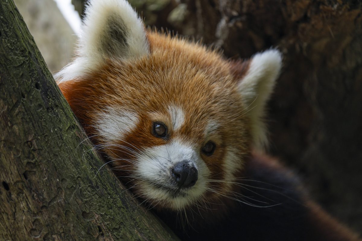 Tierpark Berlin