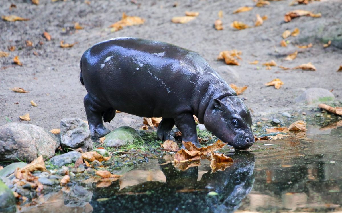 Zoo Berlin