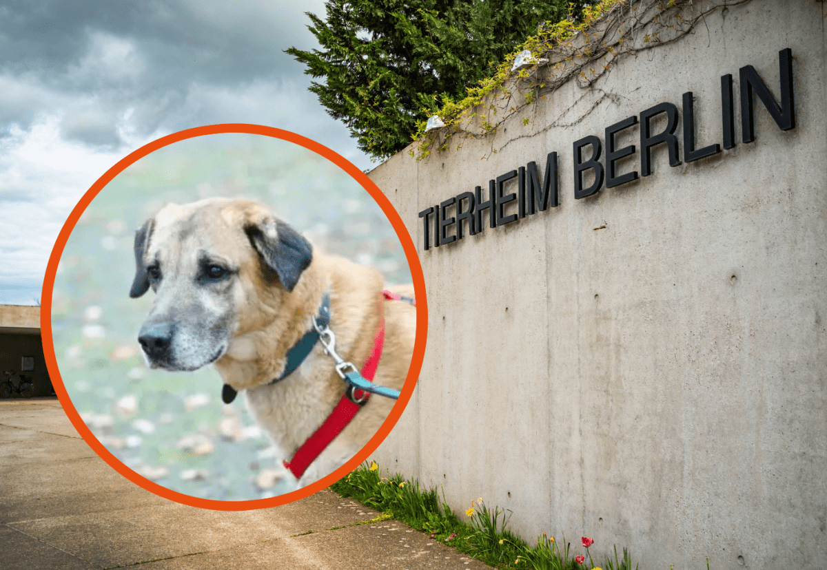 Tierheim Berlin