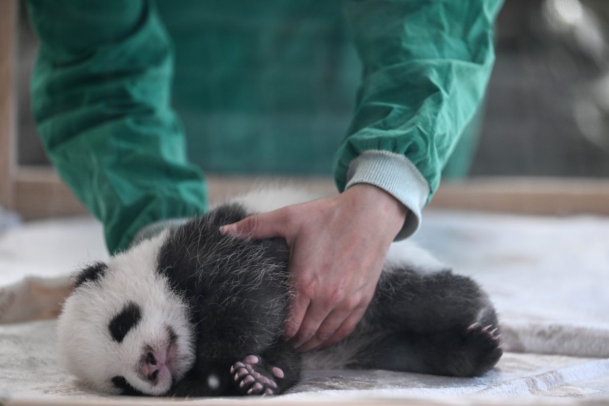 FÃ¼r die Panda-Zwillinge aus den Zoo Berlin steht bald ein ganz groÃŸer Tag an.