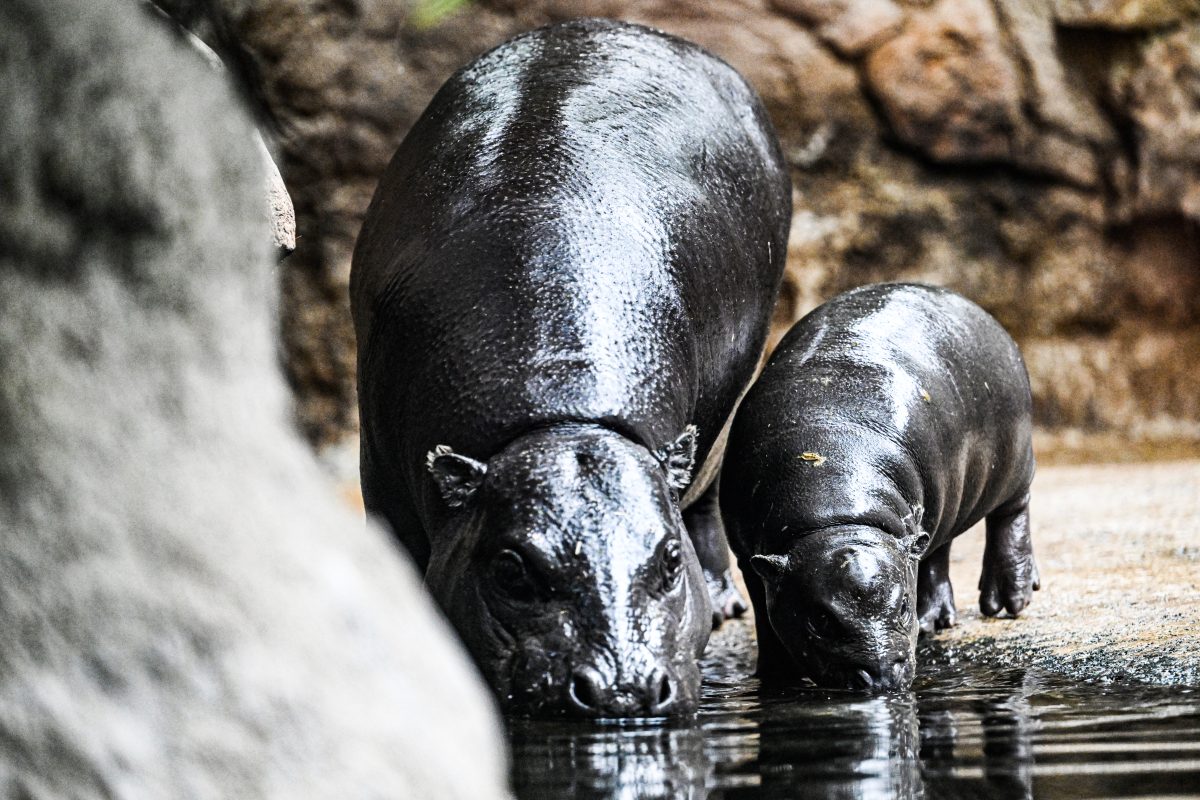 Zoo Berlin