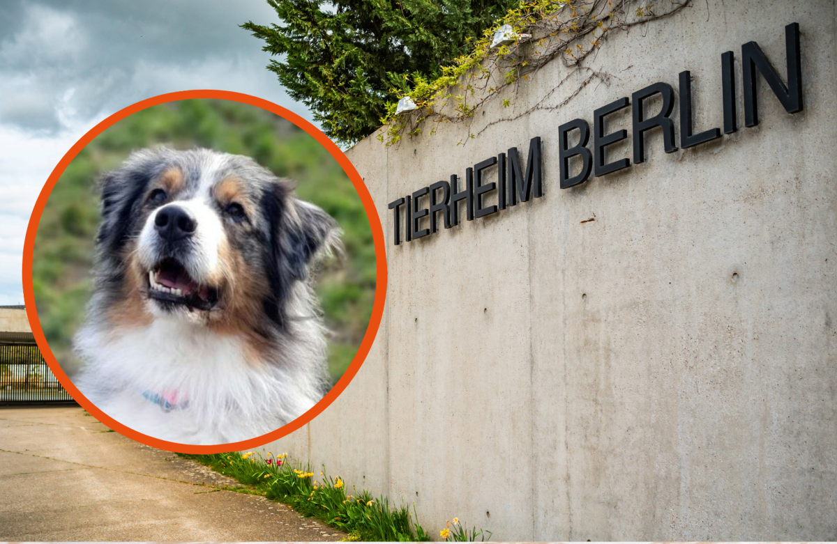 Tierheim Berlin