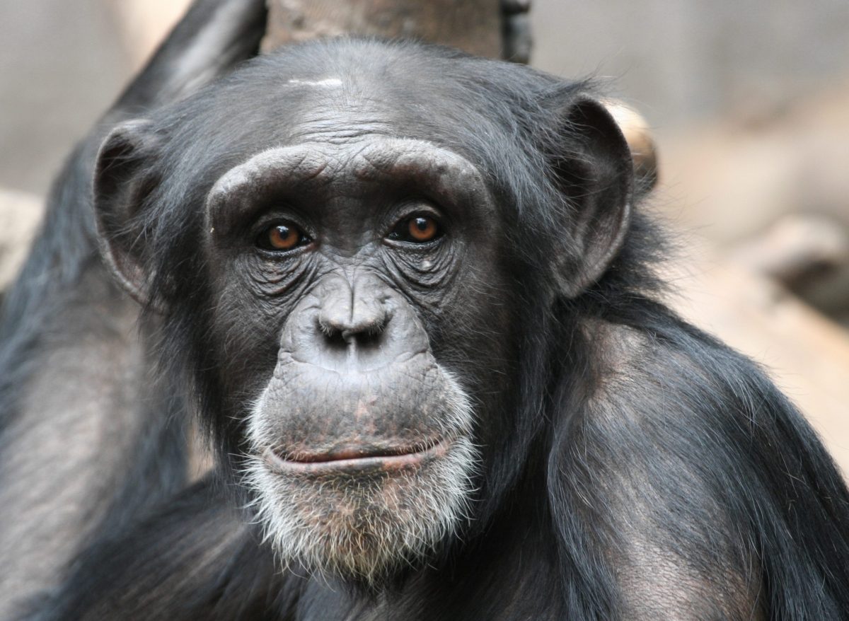 Zoo Berlin